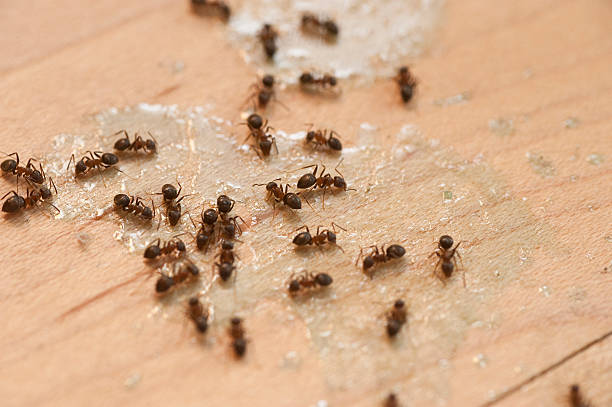 Best Exterminator Services  in Clermont, IN