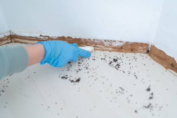 Best Flea Control Services  in Clermont, IN